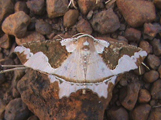 Miantochora picturata